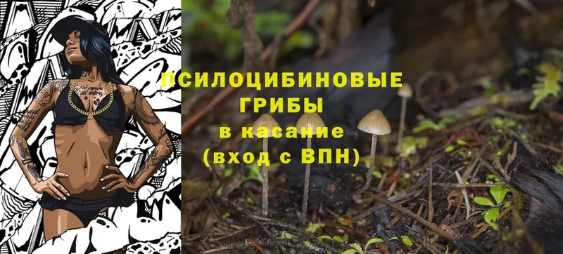 Галлюциногенные грибы Cubensis  продажа наркотиков  Саров 